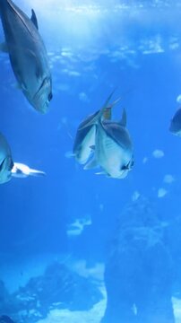 Underwater shot of a jack fish swimming through clear blue ocean water. Marine wildlife scene captured in a natural underwater environment.