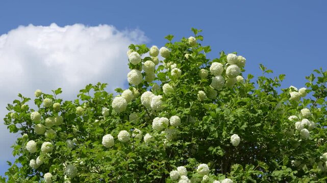 White Snowball Viburnum Blossoms Against Blue Sky