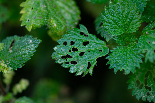 hoja de arbol con huecos, verde, arbol