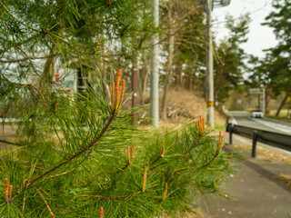Fototapeta premium Pine Needles Orange New Growth Tips Blurred Road