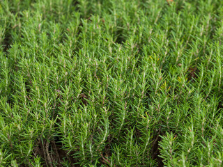 Fototapeta premium Aerial View of Dense Rosemary Plant Bed Filling Frame Edge to Edge