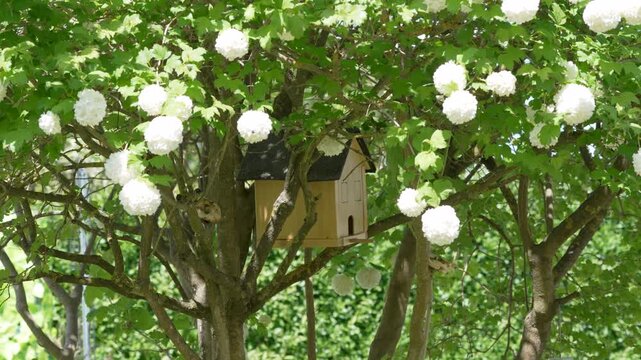 Birdhouse Hidden Among White Snowball Viburnum Blossoms