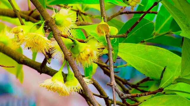 Close view of blooming wax apple flowers growing on tropical tree branch in rural Bangladesh garden during bright natural daylight