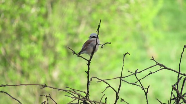 Common Remiz pendulinus female bird sitting on a tree branch in a field.