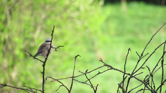 Common redstart Remiz pendulinus female bird sitting on a tree branch in a field background.