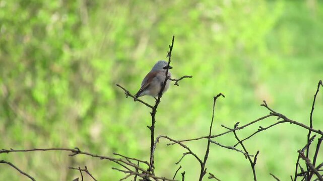 Common Remiz Remiz pendulinus female sitting on a tree branch in a field.