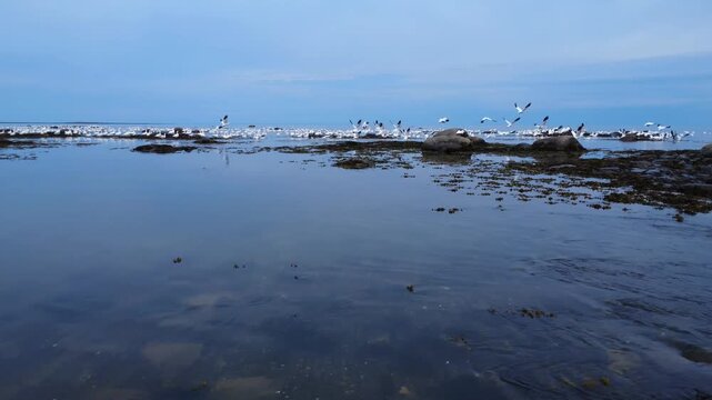 Drone video of the calm surface of Mitis Bay on the St. Lawrence River, flying over rocks and patches of seaweed, startling a large flock of Snow Geese that take flight on the horizon. Quebec, Canada.