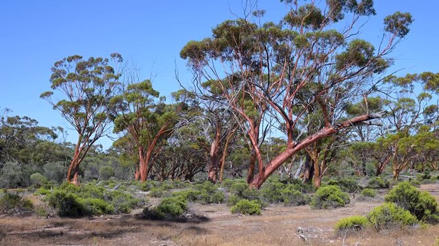 Trees swing in the Wind, Gum Tree, Eucalyptus Tree (salubris) in the Great Western Woodlands, Outback, Video, Western Australia
