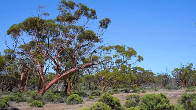 Eucalyptus Tree move in the Wind, Gimlet Gum, Eucalyptus Salubris, Woodlands, Outback, Video, Western Australia