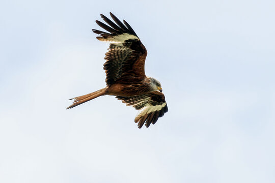 Red Kite Flying - 241E1468