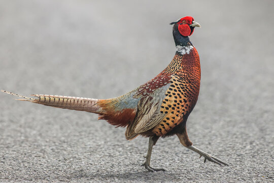 Pheasant Walking On Tarmac Road - 241E1224