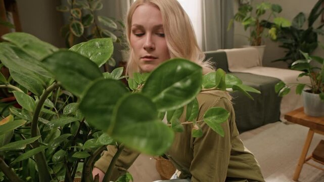 Handheld shot of young Caucasian woman bringing potted Zamioculcas zamiifolia plant and examining its leaves while decorating her green living room with houseplants