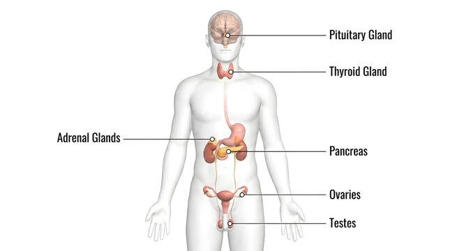 Anatomical illustration of the human endocrine system, labeling key glands involved in hormone production and regulation