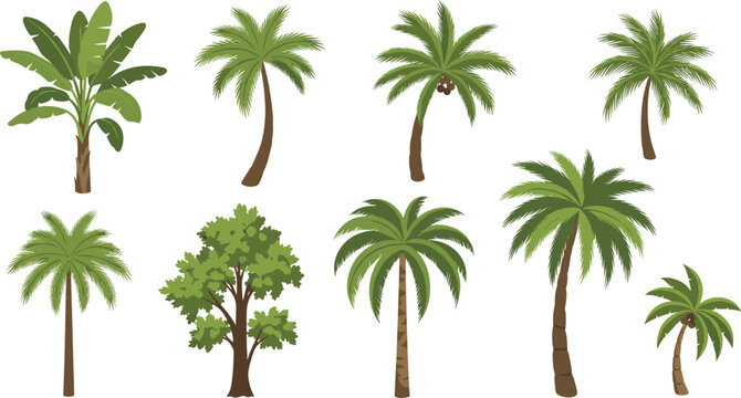 Tropical palm tree vector set with banana plant, coconut palms, and decorative island landscape elements