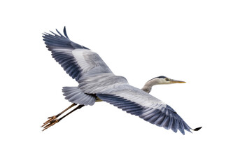 Isolated graceful grey heron soaring in majestic flight with wings fully outstretched © Ana