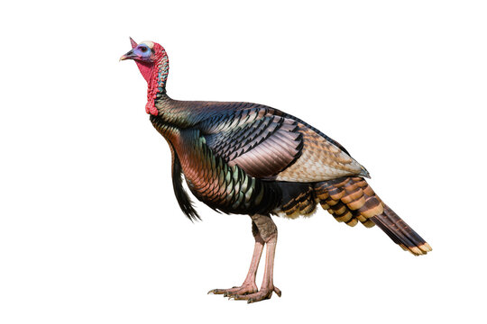 Isolated wild turkey showing colorful iridescent plumage and distinct head in side profile