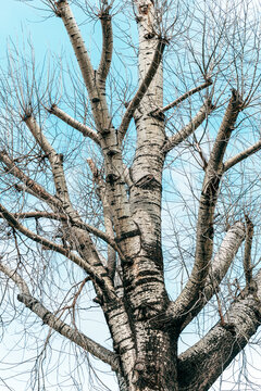 Bare birch tree with twisted branches against clear blue sky on a winter day