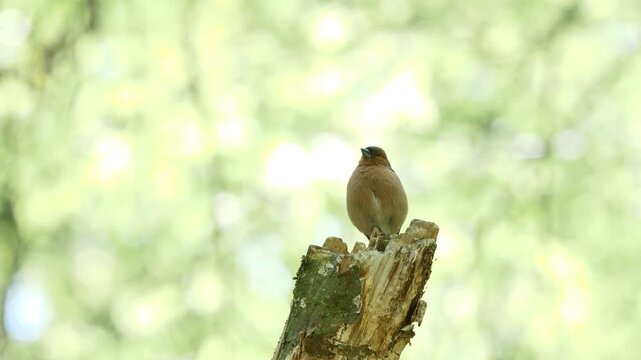 Common Chaffinch bird sitting on a branch and sing ( Fringilla coelebs )