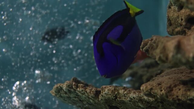 Blue Tang Tropical Reef Fish Swimming Near Coral Aquarium Rocks. Exotic marine wildlife concept with vibrant underwater ecosystem and colorful ocean biodiversity