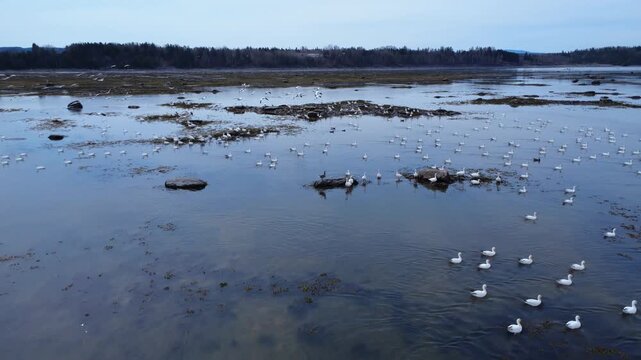 Aerial footage of Mitis Bay at low tide with seabirds, ducks and snow geese gathered on rocky coastal formations surrounded by the calm waters of the St. Lawrence River.