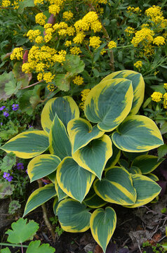 Hosta &lsquo;Autumn Frost&rsquo; (Plantain Lily) blue-green leaves with bright yellow margins .Growing hosta concept.