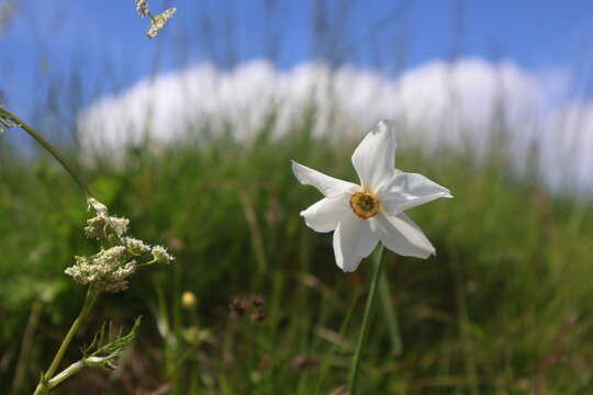 Narcissus flowers in the Mountain 