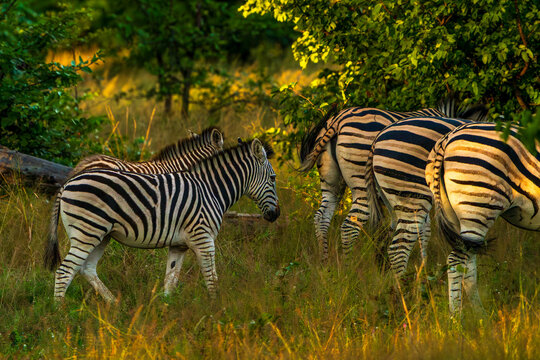 Zebra Foal and Herd in Golden Evening Light