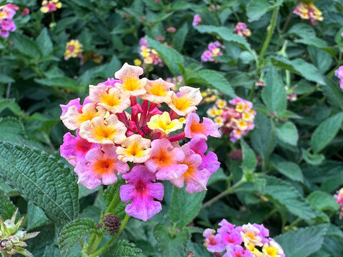A close-up shot of a colorful Lantana camara cluster showing beautiful gradients of pink, orange, yellow, and magenta blossoms, surrounded by rich green foliage in a natural garden setting.