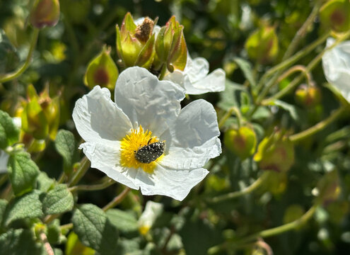 Close-up photograph of a black and white speckled oxythyrea funesta chafer beetle feeding deep inside the yellow stamens of a delicate white Cistus flower (rock rose). 