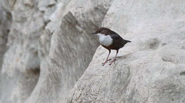 White-throated dipper female bird on a rock (Cinclus cinclus). European dipper