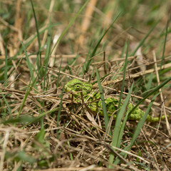 Obraz premium A chameleon hunts insects while hiding in the grass