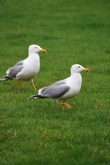 Fototapeta premium Seagull green grass. High quality photo