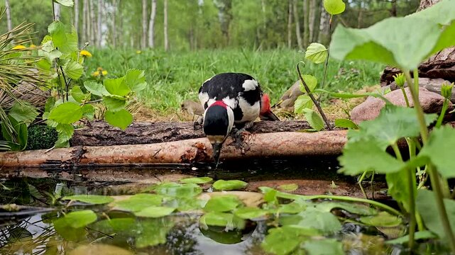 Large spotted woodpecker Dendrocopos major. The bird is sitting on a beautiful green background in the wild and drinking water.. Close-up.