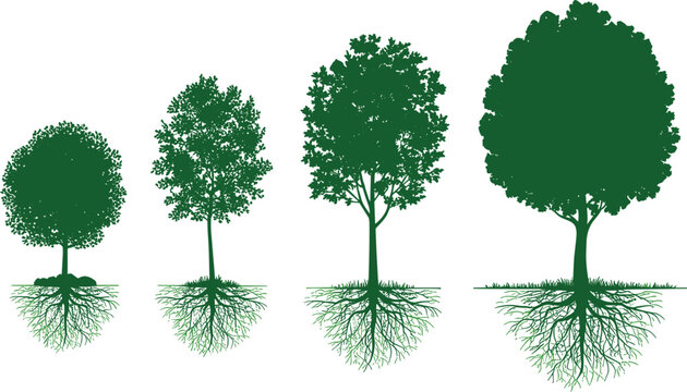 Tree growth progression vector illustration, green forest plant development stages isolated design