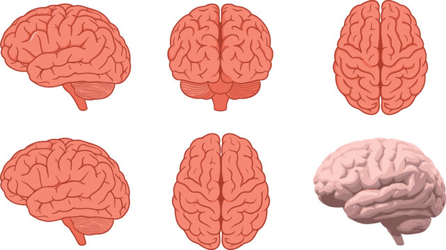 Human brain vector illustration set showing different anatomical angles including lateral anterior superior and inferior views for medical or educational concepts