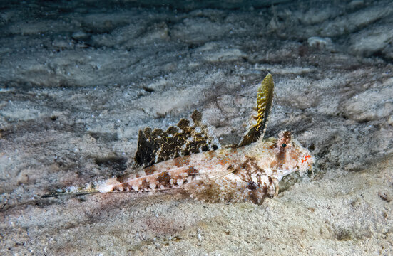 Fingered Driftfish (Dactylopus dactylopus), sometimes called a Flying Gurnard Dragonet, Sabah, Mabul Island Reef, Malaysia, Borneo