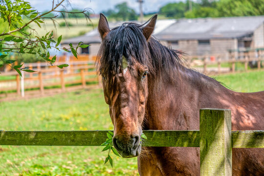 Brown Horse Feeding 