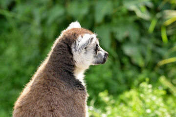 Fototapeta premium ring tailed lemur