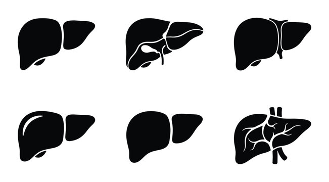 Human Liver Anatomy Icons, Medical Health Symbols, Vector Silhouette Set for Healthcare and Science