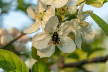 Naklejka premium A bee lands on a white flower in a garden. It collects nectar from the flower's petals. The time is late afternoon in spring. Green leaves surround the flower