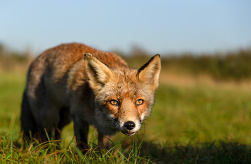Fototapeta premium Portrait of a curious red fox standing on green grass in a meadow