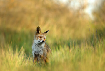 Fototapeta premium Red fox sitting in a meadow with eyes closed and butterfly on nose