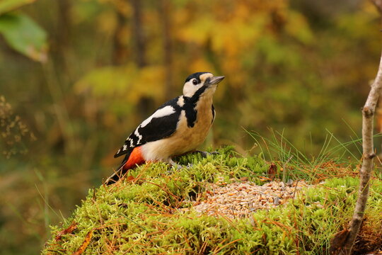 the swedish bird looking for food