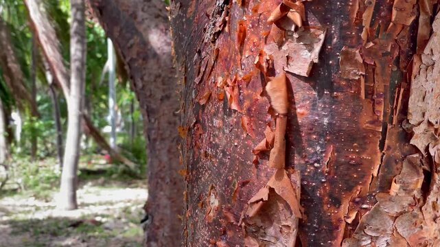 Macro Texture of Peeling Red Bark from a Tropical Chaca Tree