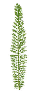 A green, pinnate yarrow leaf with small dissected segments, close up
