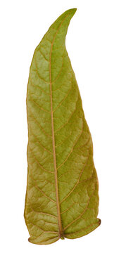 Young leaf of staghorn sumac on isolated background