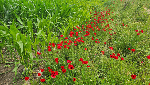 A vivid field of red corn poppies (Papaver rhoeas) blooming beside a lush green cornfield creates a colorful agricultural landscape that supports biodiversity and pollinators.