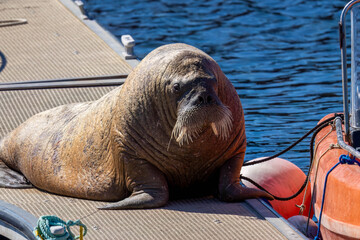 Magnus the famous young male Walrus enjoying the sunshine resting on a pontoon in the Moray coastal town of Hopeman © Sarah