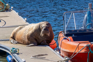 Magnus the famous young male Walrus enjoying the sunshine resting on a pontoon in the Moray coastal town of Hopeman © Sarah