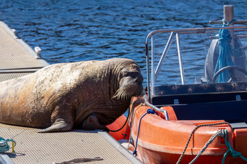 Magnus the famous young male Walrus enjoying the sunshine resting on a pontoon in the Moray coastal town of Hopeman © Sarah